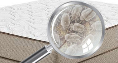 Dust-mite Cleaning